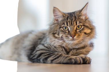 Gray Tabby Cat Lying on White Surface